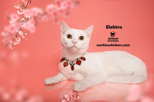 Photo of ELEKTRA