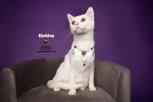 picture of the cat needing adoption