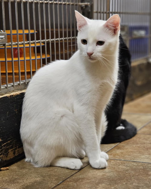 WOLVERINE - Turkish Van / Domestic Short Hair available for adoption
