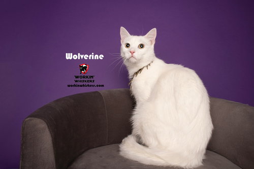 picture of the cat needing adoption