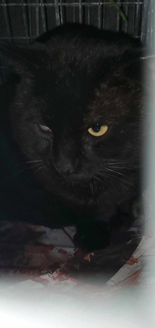 ALGLAUDYX - American Shorthair / Bombay available for adoption