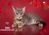 adoptable Cat in  named ODIE
