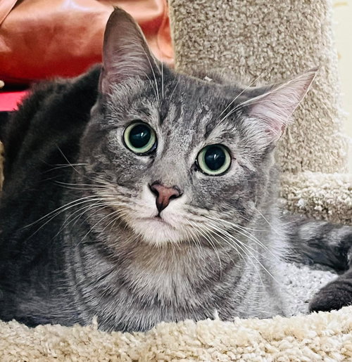 ODIE - Tabby / Domestic Short Hair available for adoption