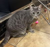 ODIE - Photo 3