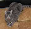 ODIE - Photo 4