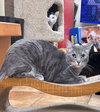 ODIE - Photo 6