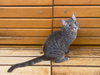 ODIE - Photo 8