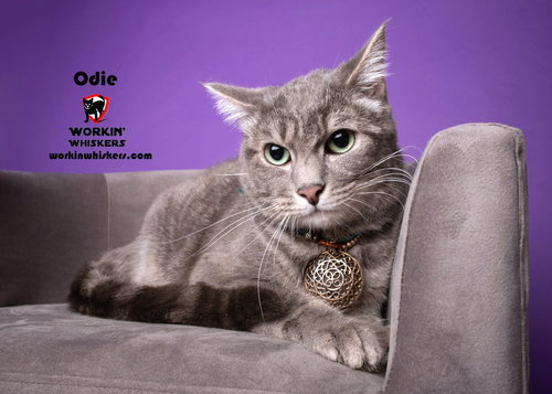 picture of the cat needing adoption