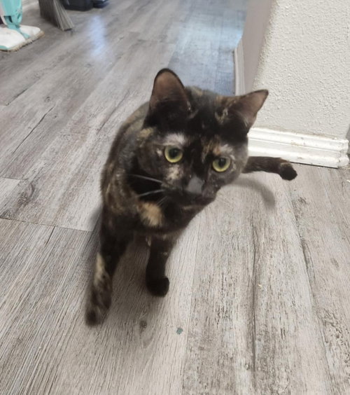 CAPTAIN JESSICA CORTEZ - Tortoiseshell / Domestic Short Hair available for adoption