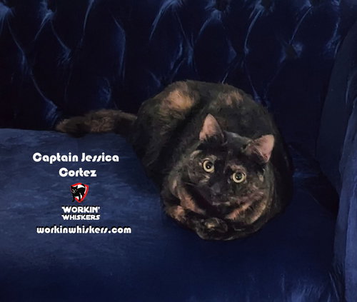picture of the cat needing adoption