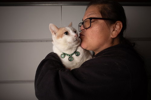 DETECTIVE ELLIOT STABLER - Domestic Short Hair / Tabby available for adoption