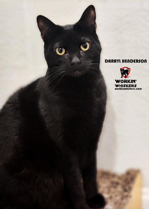 DARRYL HENDERSON - American Shorthair / Bombay available for adoption