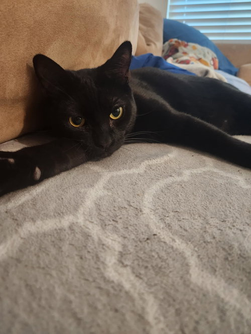 DARRYL HENDERSON - American Shorthair / Bombay available for adoption