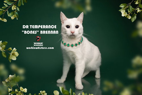 DR TEMPERANCE "BONES" BRENNAN - Domestic Short Hair / Siamese available for adoption