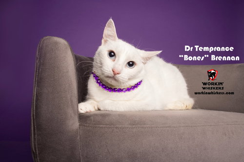 picture of the cat needing adoption