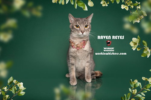 picture of the cat needing adoption