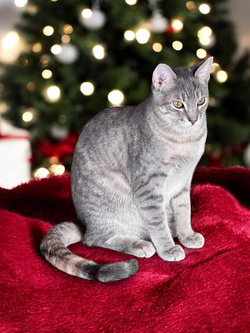 RAVEN REYES - Abyssinian / Torbie available for adoption