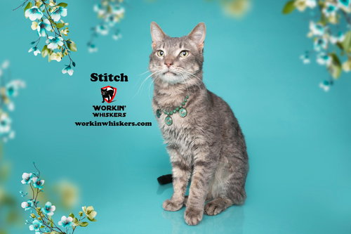 STITCH - Tabby / Domestic Short Hair available for adoption