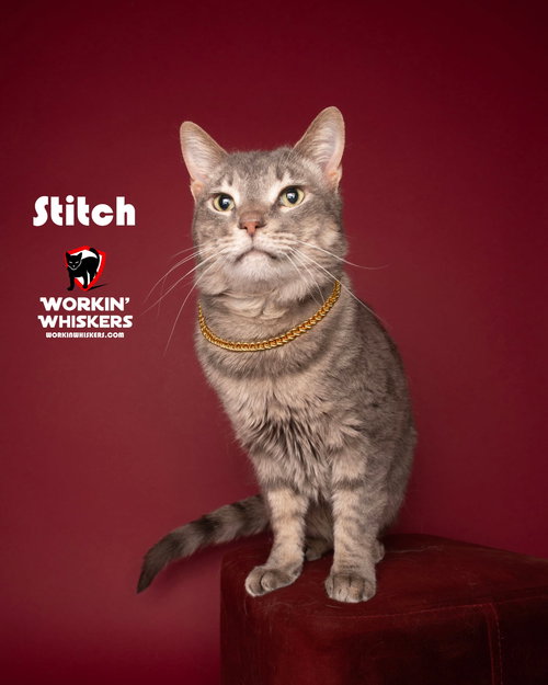 picture of the cat needing adoption
