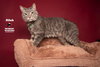 STITCH - Photo 4