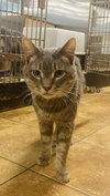STITCH - Photo 6