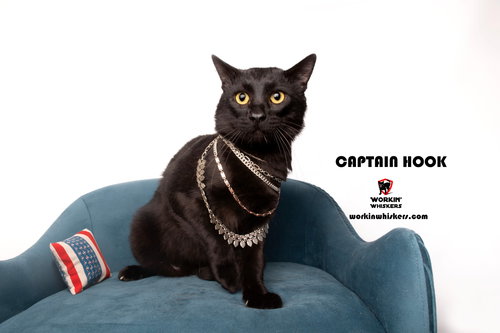 picture of the cat needing adoption
