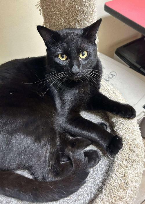 CAPTAIN HOOK - Bombay / Domestic Short Hair available for adoption