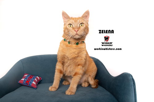 ZELENA - Tabby / Domestic Short Hair available for adoption