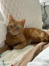 ZELENA - Photo 2