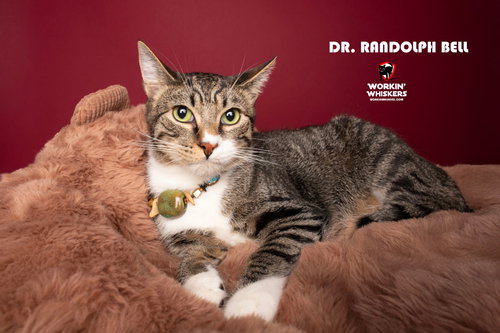 DR RANDOLPH BELL - Egyptian Mau / Tabby available for adoption