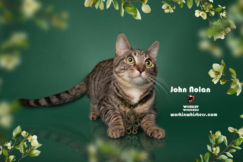 JOHN NOLAN - Domestic Short Hair / Egyptian Mau available for adoption