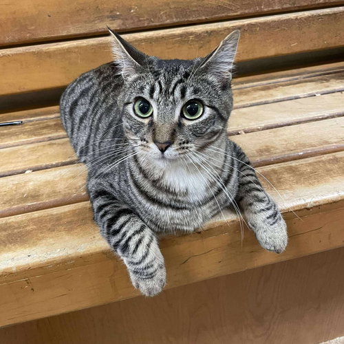 JOHN NOLAN - Domestic Short Hair / Egyptian Mau available for adoption