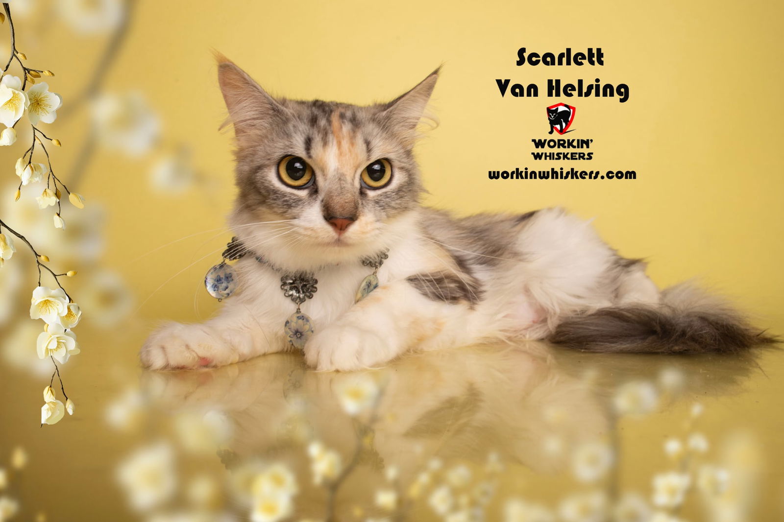 adoptable Cat in Hemet, CA named SCARLETT VAN HELSING