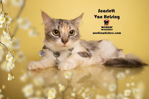 SCARLETT VAN HELSING - Maine Coon / Domestic Long Hair available for adoption