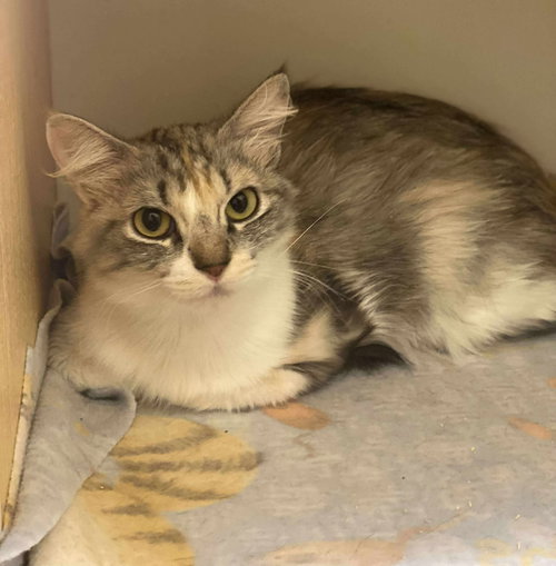 SCARLETT VAN HELSING - Maine Coon / Domestic Long Hair available for adoption