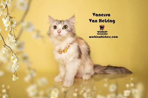 VANESSA VAN HELSING - Maine Coon / Domestic Long Hair available for adoption