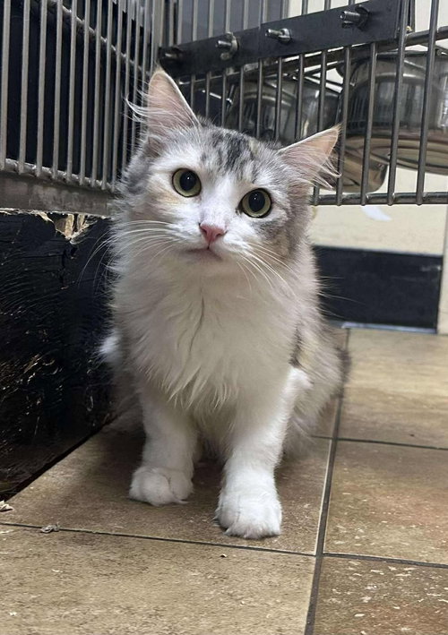 VANESSA VAN HELSING - Maine Coon / Domestic Long Hair available for adoption