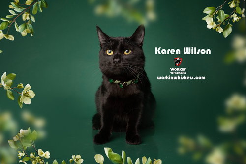 KAREN WILSON - Bombay / Domestic Short Hair available for adoption