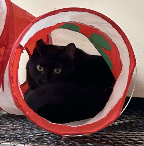 KAREN WILSON - Bombay / Domestic Short Hair available for adoption