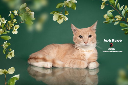 JOSH RUSSO - Tabby / Domestic Short Hair available for adoption