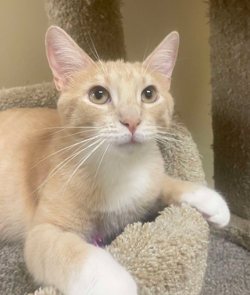 JOSH RUSSO - Tabby / Domestic Short Hair available for adoption