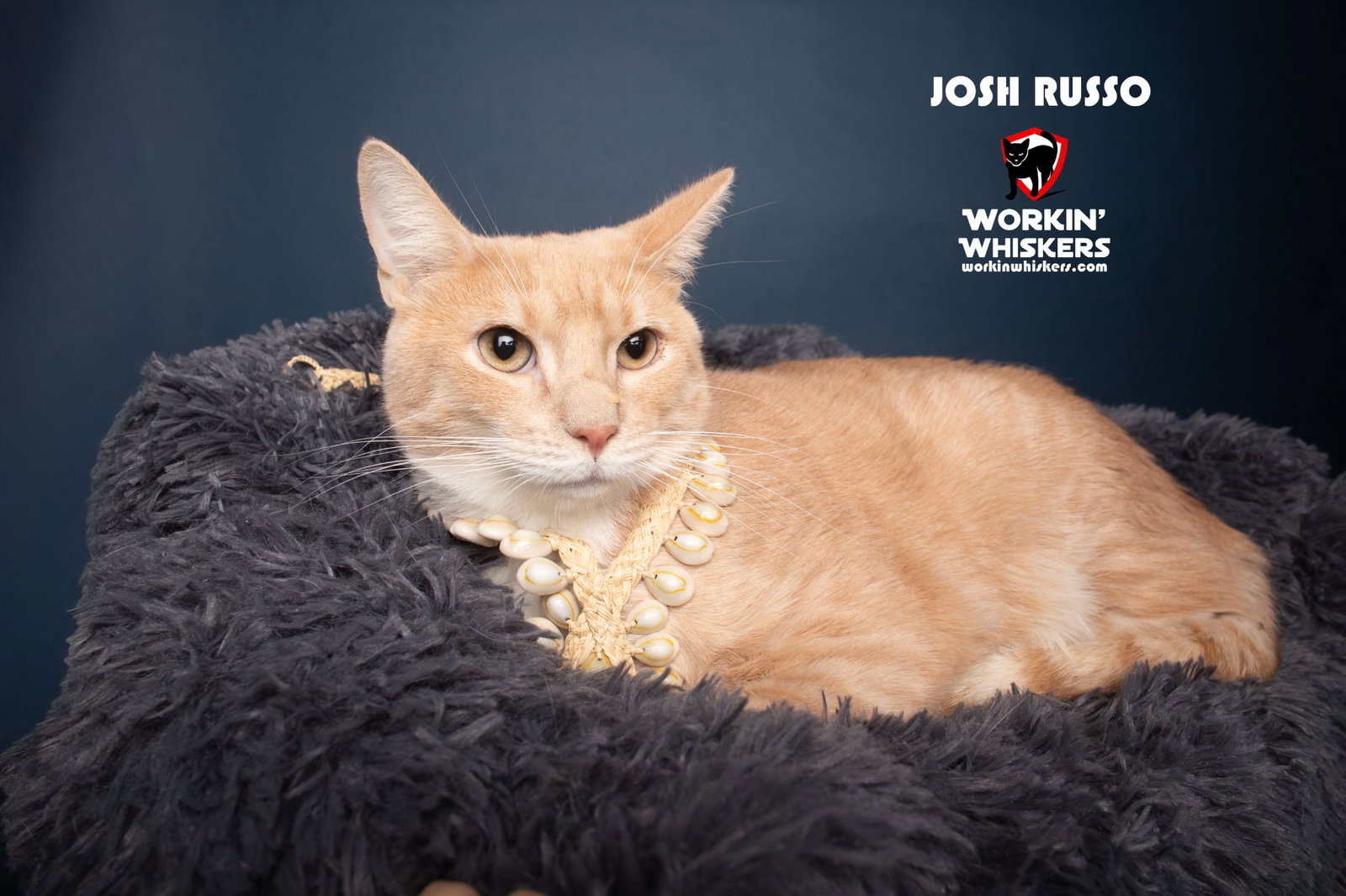 JOSH RUSSO Image