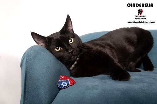 picture of the cat needing adoption