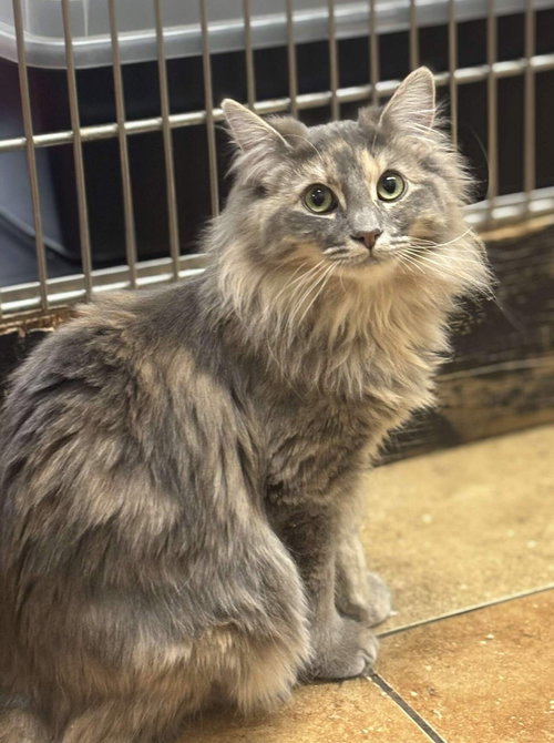 BELLE - Maine Coon / Domestic Long Hair available for adoption