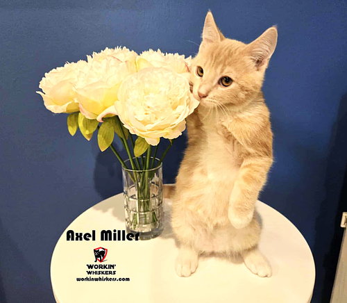 AXEL MILLER - Domestic Short Hair / Tabby available for adoption