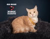 AXEL MILLER - Photo 1