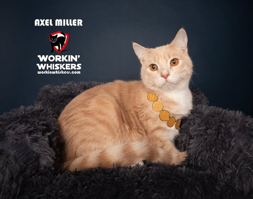AXEL MILLER