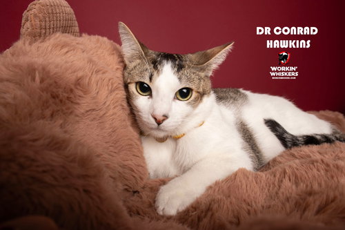 picture of the cat needing adoption