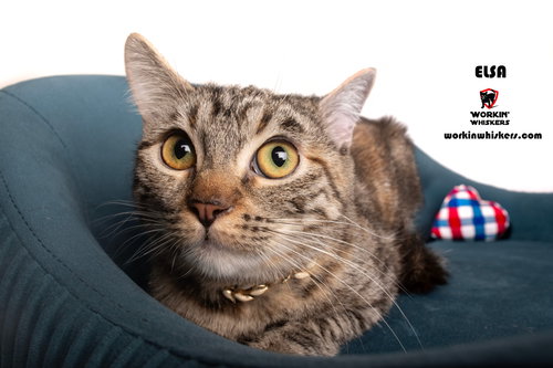 picture of the cat needing adoption