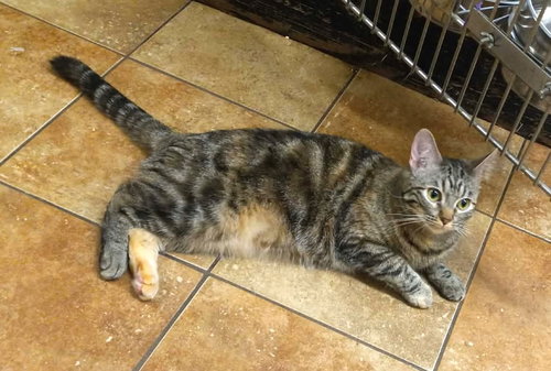 ELSA - Torbie / Domestic Short Hair available for adoption